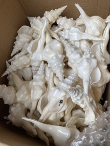 貝殻Fusinus Undatus天然貝殻装飾用 - Product Image 5