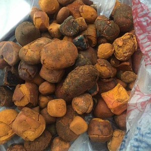 批量供应牛胆结石最优惠价格优质天然干燥医药级牛胆结石批发买家