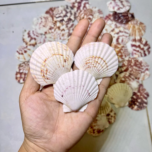 Vietnam'dan renkli tarak kabukları-el yapımı projeler için el sanatları doğal ve canlı kabuklar için doğal ve boyalı seçenekler - Product Image 3