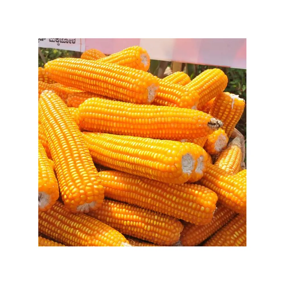 Maíz amarillo sin OGM/maíz dulce/maíz amarillo a la venta a granel