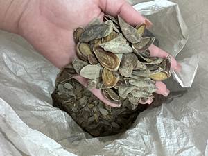 เปลือกหอยทาก Murex Operculum ขัดเงา/เปลือกหอย Murex Operculum ขนาดใหญ่สําหรับงานศิลปะเปลือกหอยจากเวียดนาม - Product Image 4