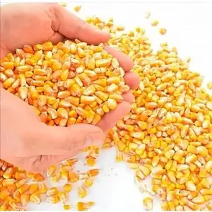 Gdo olmayan beyaz ve sarı mısır/mısır düşük fiyat - Product Image 4