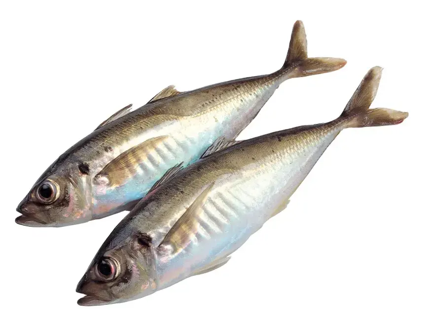 سمك السردين المجمد / السردين المجمد في المملكة المتحدة