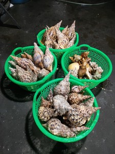 Exporting Top Quality Seashells and Snail <strong>Shells</strong> From Vietnam Bulk Export - Product Image 6