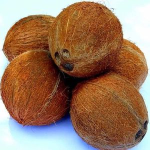 Noci di cocco fresche semigreggio-noci di cocco fresche all'ingrosso-noci di cocco fresche al miglior prezzo - Product Image 3