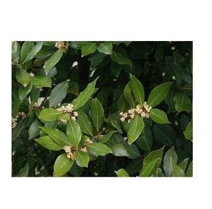 Indirimli fiyatlarla satılık defne yaprağı alın yüksek kaliteli taze ve aromatik toplu siparişler teslimat için hazır - Product Image 6