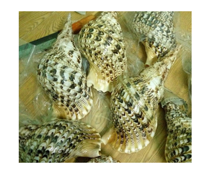 Wholesales Trumpet Triton <strong>Shells</strong> - Large Handicraft Seashell - Unique <strong>Shells</strong> From Vietnam - Cleaned <strong>Shell</strong> for Craft 99GD - Product Image 1