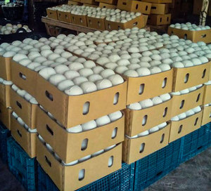 Organic Young <strong>Coconut</strong> Diamond <strong>Shape</strong> Packing 9KG Box Fresh Fruit Shell Whole Export Middle East +84 976727907 - Product Image 5