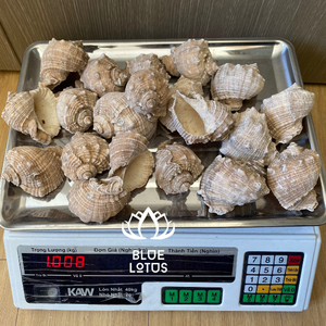 Rapana Clam deniz kabukları, Rapana Bulbosa, deniz kabukları el yapımı zanaat için DIY hammadde - Product Image 5