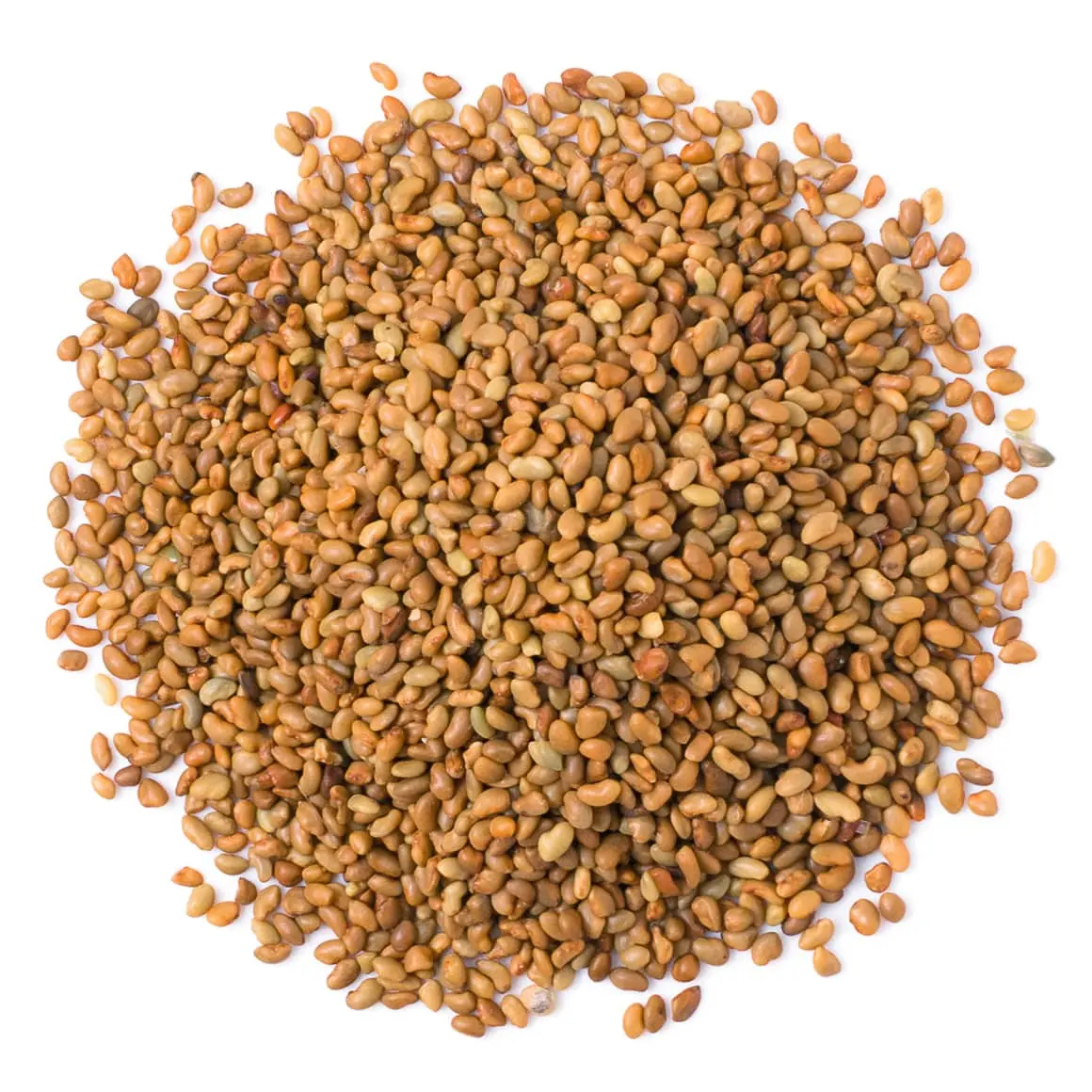 Semilla de Alfalfa Medicago Sativa, semilla de Alfalfa de calidad prémium que ayuda a reducir el colesterol