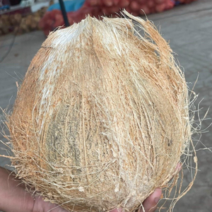 Direkt abgehändigte alte halbbeschalen Kokosnüsse im Großhandel vom vietnamesischen Hersteller