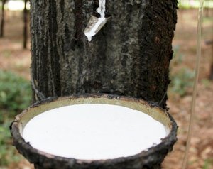 优质产品用全天然乳胶橡胶/优异的拉伸和韧性/经过测试和认证/越南制造