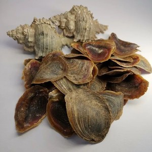 Murex conch operculum貝殻卸売バルク数量オニカoperculeシェルベトナム工場から - Product Image 3
