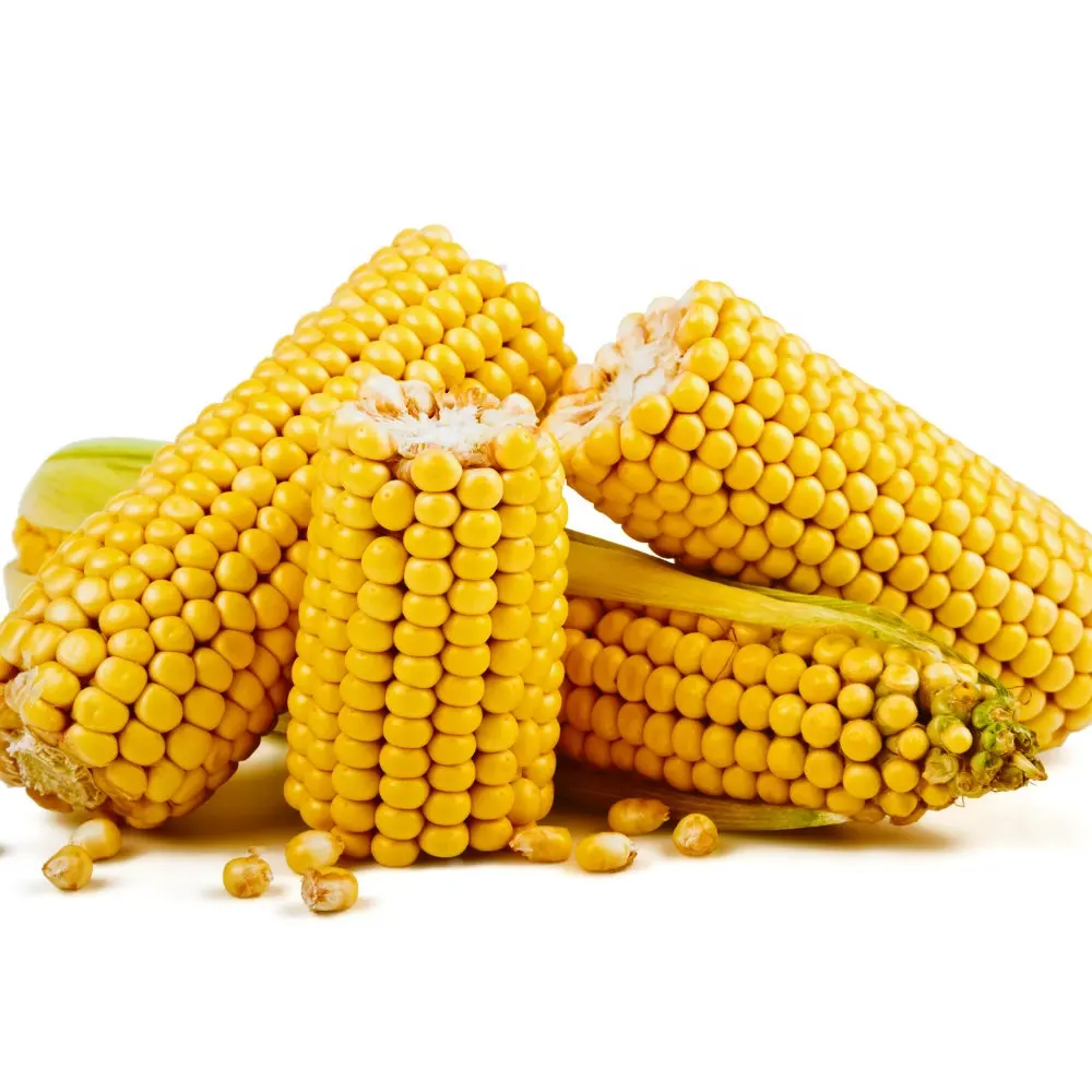 Mangime per mais con consegna in tutto il mondo per l'alimentazione di bestiame agricolo nella produzione di mangimi composti, mais