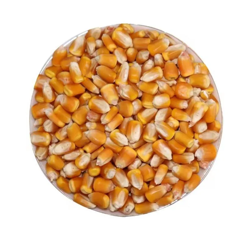 Yellow Corn and White Corn/ Yellow Maize for Animal Feed