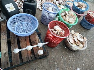 Grande quantità di esportazione conchiglie e gusci di lumaca con il prezzo competitivo - Product Image 2