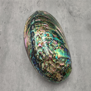 Güney afrika Abalone kabuk leke kase, Seashell tütsü brülör standart Abalone kabuk hint ucuz fabrika fiyatları
