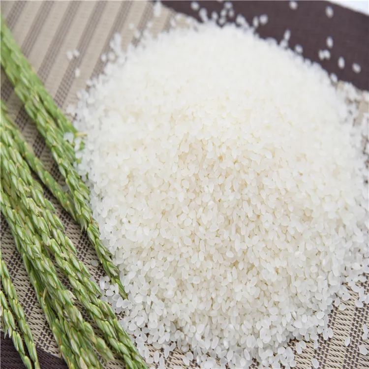 Riz de haute qualité sain 100% riz japonica à grain court blanc naturel du Brésil exportateur