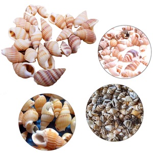 Toptan büyük doğal deniz kabukları deniz salyangoz kabukları beyaz tarak kabukları dekorasyon için Vietnam ihracat hazır - Product Image 3