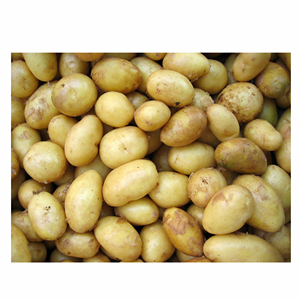 High Quality Fresh <strong>Potato</strong> From <strong>USA</strong> White <strong>Potatoes</strong> Global Suppliers Top Grade Fresh Vegetable <strong>Potato</strong> Customized Packaging - Product Image 6