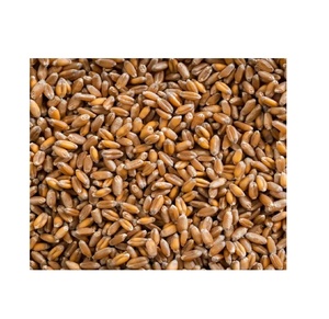 Organic Hard Red Winter <strong>Wheat</strong> in <strong>Bulk</strong> Incredible Savings on Dried Food Style Buy Now for Best <strong>Prices</strong> and Stock up for Less - Product Image 1