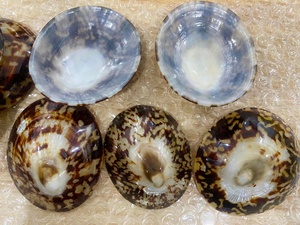 Yüksek kaliteli cilalı ve temizlenmiş Limpet kabukları harika fiyatlarla - Product Image 3