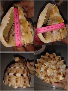 100% NATURAL SNAIL SEASHELL Large Size Snail Seashells Triton Seashell Conch <strong>Shells</strong> Natural Sea <strong>Shell</strong> From Vietnam at BEST PRICE - Product Image 5