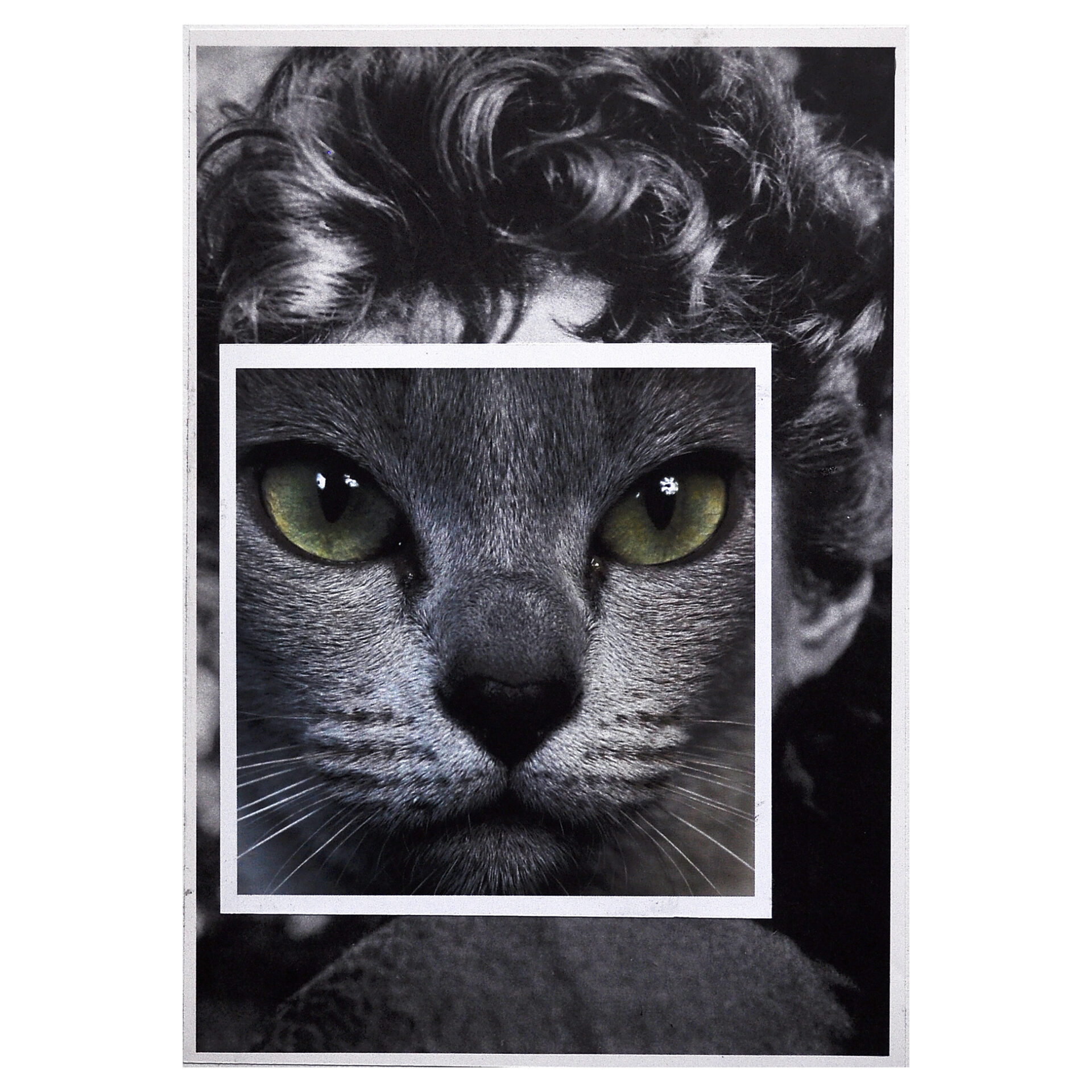 Cat face 6