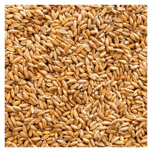 Toptan gdo olmayan organik Emmer Hulled buğday tahıl - Product Image 3