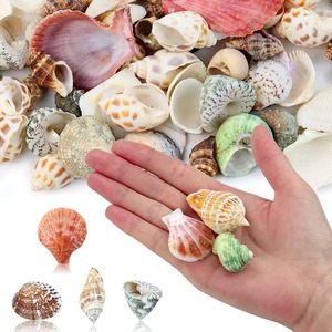 Mother of Pearl Seashell Emty Clean Queen Conch pink <strong>Shell</strong> Natural Ocean Seashells Assorted Coastal Sea <strong>Shells</strong> - Product Image 3