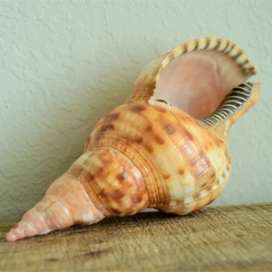 En ucuz fiyat deniz kabuğu triton kabukları kabuklu deniz hayvanı kabuğu deniz kabukları ihracat için hazır el sanatları hediyelik eşya ev dekor - Product Image 6