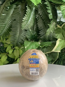 Vietnam esische reife braune frische Kokosnüsse süß schmeckende <span class=keywords><strong>Export</strong></span> qualität Kokosnuss frucht