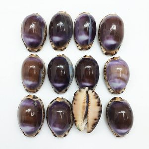 Toptan cowrie kabukları satılık el sanatları ve takı yapımı için doğal okyanus cowry deniz kabukları çeşitli türleri - Product Image 5