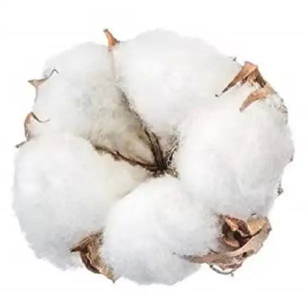 Polpa de algodão 100% orgânico, matéria-prima de alta qualidade, fibra de algodão cru para atacado, algodão cru, linter, EUA