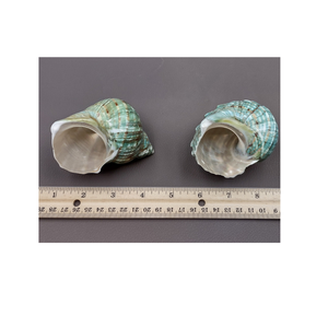 Authentic Green Turbo <strong>Shell</strong> Beautiful Hand-Polished <strong>Shell</strong> from the Tropics - Product Image 6
