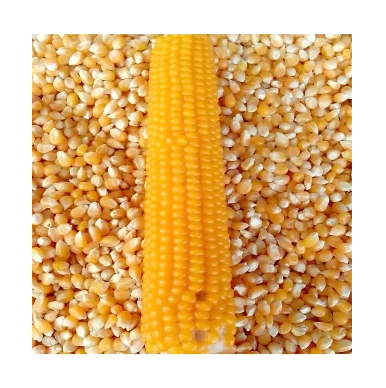 Premium Quality Natural Yellow Corn | Dried Yellow Corn Grains For sale