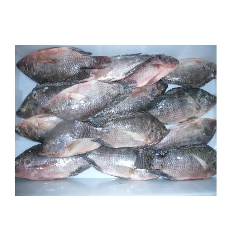 Schlussverkaufspreis von ganzem gefrorenen Tilapia-Fisch | Tilapia-Filets  Gefrieren in großen mengen