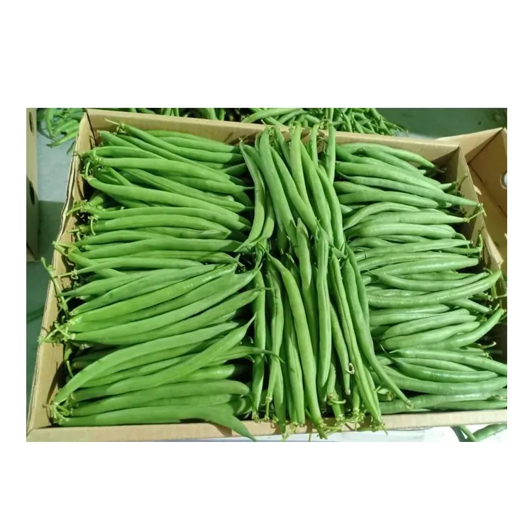 Haute qualité, meilleures ventes en vrac, bon goût, délicieux haricots verts frais d'egypte, origine, exportation au prix de gros