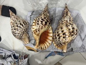 Dekor ithalatçıları için toplu olarak mevcut vietnam'dan doğal trompet kabuklu kabukları - Product Image 2