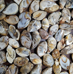 Doğal nadir fosil salyangoz Druzy akik | Doğal kabuk kuvars fantezi gevşek taş kabuk Opalized fosil takı için örnekler - Product Image 4
