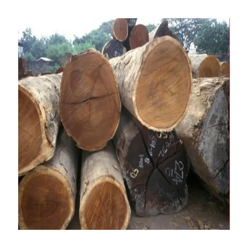 Venta caliente troncos de eucalipto/troncos de madera de pino troncos de madera de abedul