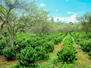 100% <strong>Arabica</strong> From Material Area Coffee Which Roasted Beans Son La Viet Nam Supporting to Coffee Shop Cheap Price and Low MOQ - Product Image 2