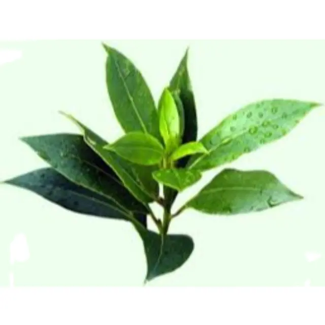 Tea Tree Oil Manufacturer of 100% Pure and Organic TeaTree Oil organic tea tree