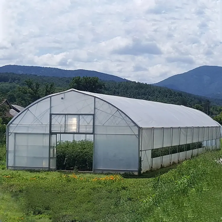 Single Span Stahl Gewächshaus Metallrahmen Kunststoff Film Tunnel Gemüses amen Tomaten Gewächshaus Landwirtschaft liches Gewächshaus