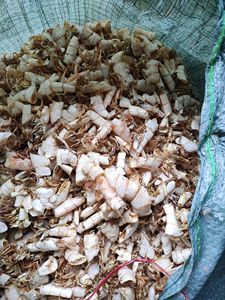 Antika Murex deniz salyangoz kabuğu tahsil avrupa deniz kabuğu sanat deniz tarzı tarak kabuk el sanatları kabuk deniz salyangoz - Product Image 2