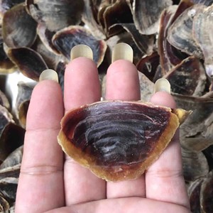 คุณภาพระดับพรีเมียมขายส่ง murex operculum เปลือกหอยธรรมชาติแห้งหอยสังข์ opercule ฝาครอบฝาครอบเปลือกหอย - Product Image 2