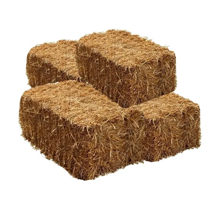 Forage for Animal Feed (Wheat Straw Hay) Small Bales with High Protein Grass Seeds For Cattle Poultry Feed From Pakistan