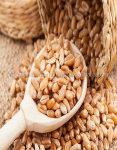 ข้าวสาลีคุณภาพพรีเมี่ยมเป็นกลุ่ม/ข้าวสาลีคุณภาพสูงทั้ง - Product Image 3