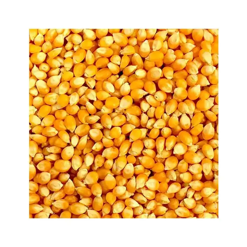 Maïs de maïs jaune et blanc de qualité supérieure: Fournisseur en gros pour l'alimentation animale et la consommation humaine