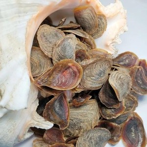 Murex conch operculum貝殻卸売バルク数量オニカoperculeシェルベトナム工場から - Product Image 4